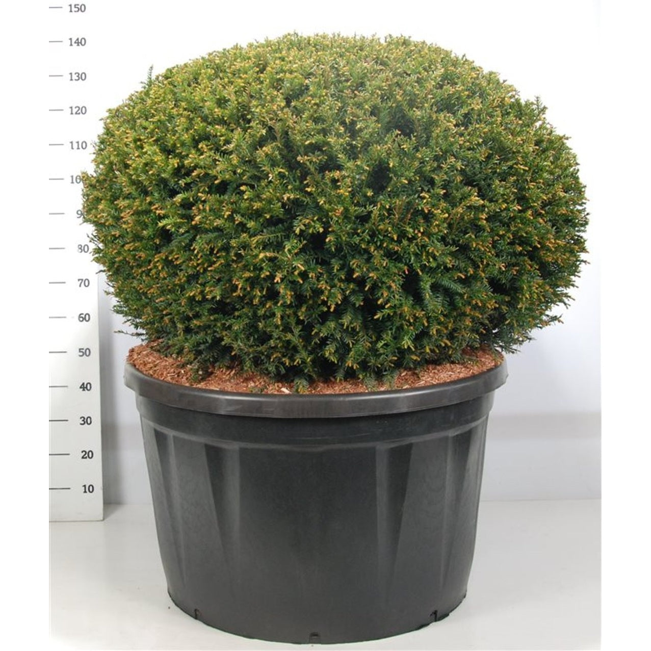 Idegran – Taxus baccata - C280 120 cm. Bol
